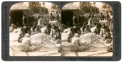Frauen sortieren große Mengen Seidenkokons, Antiochia, Syrien, 1900er Jahre von Underwood and Underwood