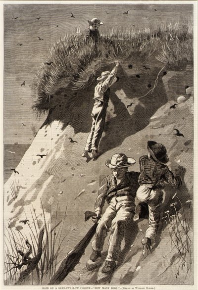 Überfall auf eine Sandschwalbenkolonie--"Wie viele Eier?" von Unidentified
