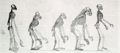 Vergleichende Studie der Skelette von Mensch und Affen: Gibbon, Orang-Utan, Schimpanse und Gorilla von Unknown artist