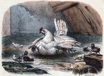 Eine Henne schützt ihre Küken vor der Kälte, indem sie ihre Flügel ausbreitet. von Unknown artist