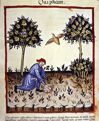 Ein Mann sammelt Eier aus einem Rebhuhnnest. Illumination aus der Milchwirtschaft der Medizin und Diätetik „Tacuinum sanitatis“ von Unknown artist