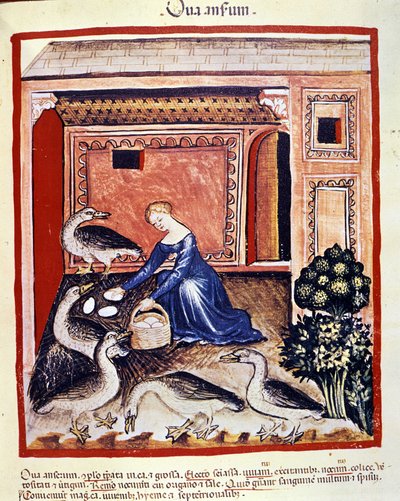 Eine junge Frau sammelt Schilf-Eier. Illumination aus der Milchwirtschaft der Medizin und Diätetik „Tacuinum sanitatis“ von Unknown artist
