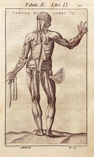 Anatomische Tafel, die einen Mann von hinten darstellt. Gravur in "Anatomia Corporis Humani" von Juan Valverde De Amusco (1525-1588). Barcelona. Biblioteca de Catalunya (Nationalbibliothek von Katalonien, Barcelona). von Unknown artist