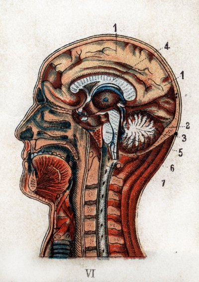 Anatomie: Querschnitt des menschlichen Schädels, Abschnitt des Gehirns und des Rückenmarks. Die Tafel zeigt das Gehirn, das Kleinhirn (mit dem Lebensbaum), das verlängerte Mark, das das Rückenmark bildet. „Die neue natürliche Medikation“ von F.E. Bilz. 189 von Unknown artist