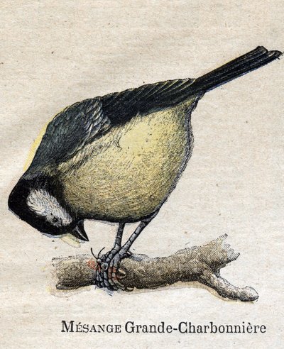 Nützliche Vögel für die Landwirtschaft: Große Meise - Kohlmeise von Unknown artist