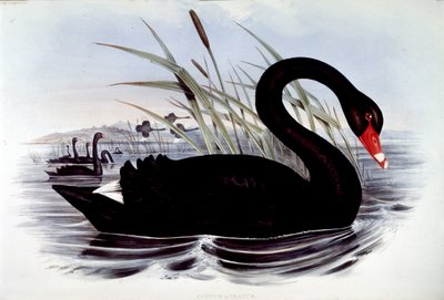 Schwarzer Schwan (Cygnus atratus) - aus J. Goulds „Vögel von Australien“, frühes 19. Jahrhundert von Unknown artist