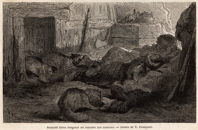 Blaue Füchse nagen an den Schuhen von schlafenden Seeleuten im Zufluchtsort der Beobachtungsstation, Zeichnung von V. Foulquier, zur Illustration von Spitzbergen von Unknown artist