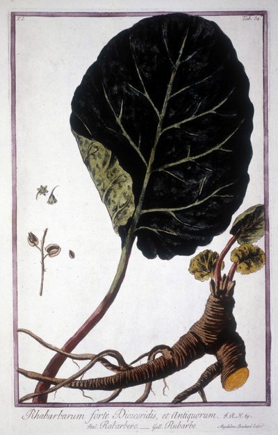 Botanische Tafel: Blatt und Wurzeln des Rhabarbers. Herbarium des 19. Jahrhunderts. von Unknown artist