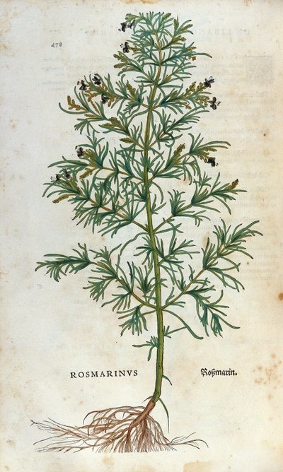 Botanische Tafel: Rosmarin. Herbarium von Leonhard Fuchs, "Historia Stirpium", Basel von Unknown artist