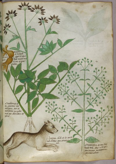 Botanische Illustration einer Pflanze und eines Wolfes von Unknown artist
