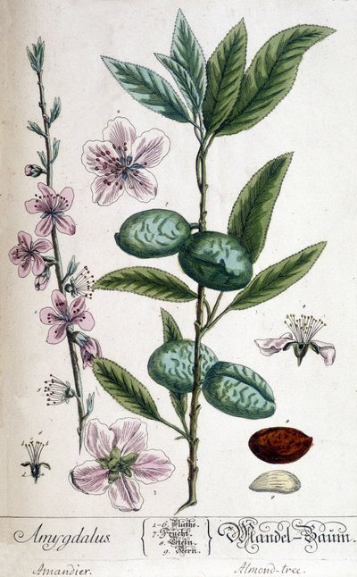 Zweig, Blüte und Frucht des Mandelbaums - botanische Tafel von Unknown artist
