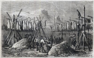 Dorsch-Trocknung in Fiskerness in Grönland - Gravur aus 