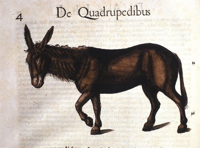 Esel aus Historia Animalium von Conrad Gesner, Tiguri 1560 von Unknown artist