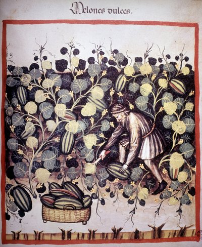 Gravur, die das Sammeln von Melonen aus „Tacuinum Sanitatis“ darstellt. B.N, Wien von Unknown artist