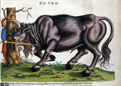 Europäischer Bison (Bos primigenius primigenius), dessen Rasse im 17. Jahrhundert ausstarb in „Historia Animalium“ von Konrad Gesner von Unknown artist