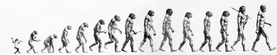 Evolution: Vergleiche der Morphologien vom Affen bis zum heutigen Menschen (verschiedene Hominiden). Endgravur des 19. Jahrhunderts. von Unknown artist