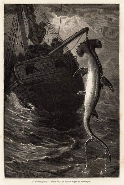 Fischen eines Hammerhais, 7 Meter lang, in den Gewässern nahe der Insel Anastasia. Gravur zur Illustration der Geschichte vier Monate in Florida, von Achille Pousselgue, 1851-1852, veröffentlicht in „Le tour du monde“ 1870-1871, herausgegeben von Edouard C von Unknown artist