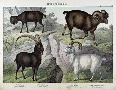 Ziege - in „Natural History of Mammals“, ed. Schreiber von Unknown artist