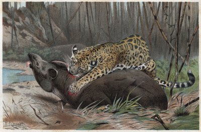 Jaguar (Panthera onca) - Gravur aus „Brehms Tierleben“ von Alfred Edmund Brehm (1829-1884) von Unknown artist