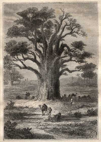 Reise (1798) von Frederic Conrad (Konrad) Hornemann (1772-1801) nach Fezzan (Libyen): ein Baobab - Illustration aus „Die großen Seefahrer des 18. Jahrhunderts“ von Unknown artist