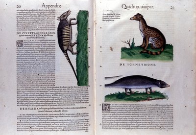 Der Zibet, die Hyäne und die Manguste in Historia Animalium von Conrad Gesner (1516 - 1565), Tiguri von Unknown artist