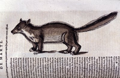 Der Marder in Historia Animalium von Conrad Gesner (1516-1565) von Unknown artist
