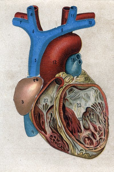 Das Herz in „Die neue natürliche Medikation“ von F.E. Bilz. 1898. von Unknown artist