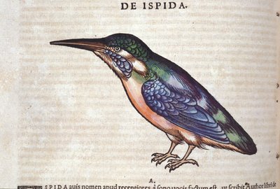 Der Bienenfresser in Historia Animalium von Conrad Gesner (1516 - 1565), Tiguri von Unknown artist