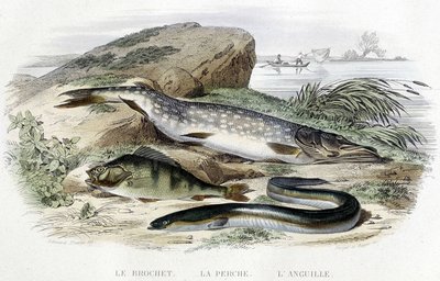 Der Hecht, der Barsch und der Aal - in „Histoire naturelle“ von Lacépède, T.II, ed. Furne et Cie, Paris von Unknown artist