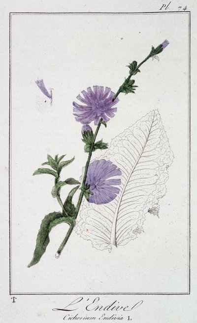 Die Endivie (Cichorium Endivia) - in „Übungen der Botanik für Händler“, geschrieben von J.C. Philibert, Druckerei von Crapelet, Paris von Unknown artist