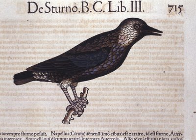 Der Star in Historia Animalium von Conrad Gesner (1516 - 1565), Tiguri von Unknown artist
