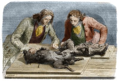 Medizinisches Experiment: Bluttransfusion an zwei Hunden in Paris im Jahr 1667. Gravur von 1857 nach einer Zeichnung von Claude Perrault. von Unknown artist