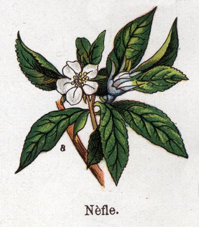 Medizinische und essbare botanische Pflanzen: Mispel. Gravur in „Die natürliche Medikation“ von Friedrich Eduard Bilz (1842-1922) von Unknown artist