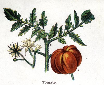 Medizinische und essbare botanische Pflanzen: Tomate. Gravur in „Die natürliche Medikation“ von Friedrich Eduard Bilz (1842-1922) von Unknown artist