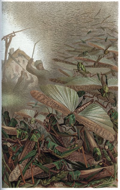 Wanderheuschrecke - Die Wanderheuschrecke (Locust migratoria) - Gravur aus „Brehms Tierleben“ von Alfred Edmund Brehm (1829-1884) von Unknown artist