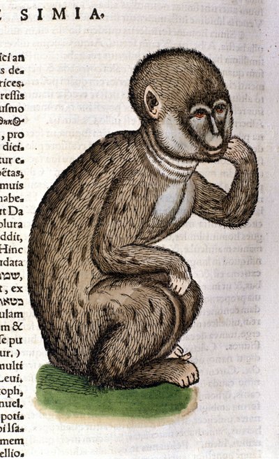 Affe nach der Historia Animalium von Conrad Gesner, Tiguri 1560. Biblioteca nazionale Braidense. Mailand von Unknown artist