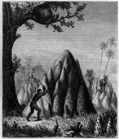 Nester der „Kriegerischen Termite“ und der „Baumtermite“ in Afrika. Gravur in „La Nature: revue des sciences et de leurs applications aux arts et a l