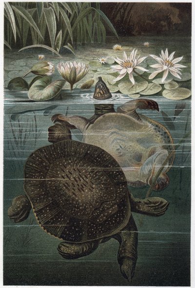 Nil-Weichschildkröte - Die afrikanische Weichschildkröte oder Nil-Weichschildkröte (Trionyx triunguis) - Gravur aus „Brehms Tierleben“ von Alfred Edmund Brehm von Unknown artist