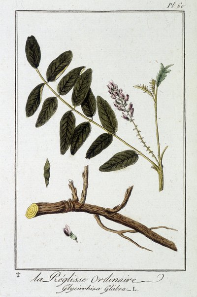 Gewöhnliche Süßholzwurzel (Glycyrrhiza glabra) - in „Übungen der Botanik für Kaufleute“, verfasst von J.C. Philibert, Druckerei Crapelet, Paris von Unknown artist