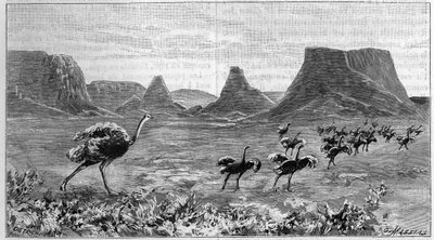Freilaufender Strauß in Südafrika. Gravur von 1895 nach einer Zeichnung von Lichtenstein aus dem Jahr 1804 von Unknown artist