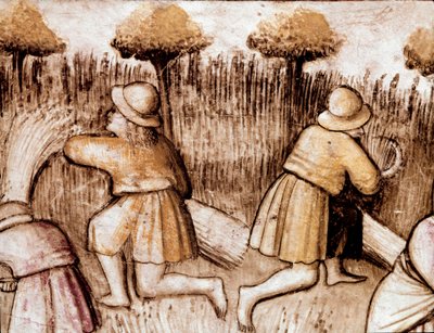 Bauern mähen Getreide Miniatur aus Codex 212 (oder Padovano Codice oder Bibel von Padua) 1390-1400 Rovigo, Accademia dei Concordi von Unknown artist