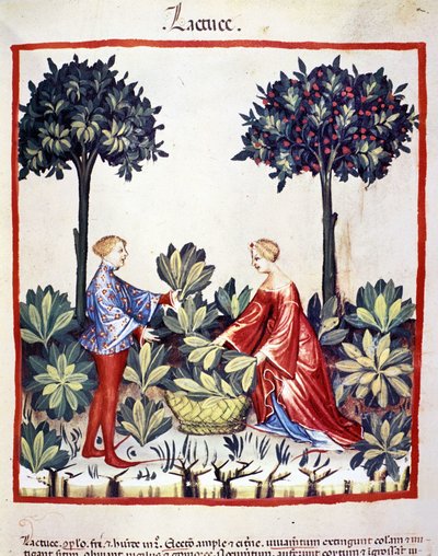Salat pflücken. Illumination aus der Milchwirtschaft und Diätetik „Tacuinum sanitatis“ von Unknown artist