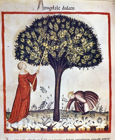 Süße Mandeln pflücken. Illumination aus der Milchwirtschaft und Diätetik „Tacuinum sanitatis“ von Unknown artist