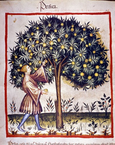 Fischen. Illumination aus dem Buch der Medizin und Diätetik „Tacuinum sanitatis“ von Unknown artist