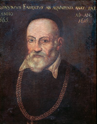 Porträt des wegweisenden Anatomen und Chirurgen Hieronymus Fabricius von Unknown artist