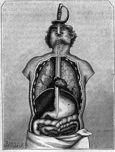 Position der Klinge im Körper einer Schwalbe. Stich in „La Nature: revue des sciences et de leurs applications aux arts et a l