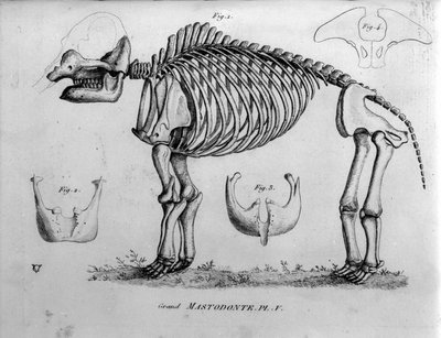 Urgeschichte: Mastodontenskelett, fossile Säugetiere (Mas gigantium). Paläontologische Tafel des 19. Jahrhunderts von Unknown artist