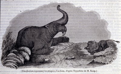 Prähistorie: Darstellung eines Dinotheriums, einer Art von Dickhäuter, der den Angriff eines Löwen abwehrt. Gravur aus dem 19. Jahrhundert von Unknown artist