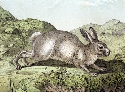 Kaninchen - in „Naturgeschichte der Säugetiere“, ed. Schreiber von Unknown artist