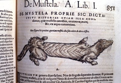 Darstellung einer Mustella (Familie der Marderartigen) - in Historia Animalium von Conrad Gesner (1516 - 1565), Tiguri von Unknown artist